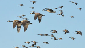 Canada Goose